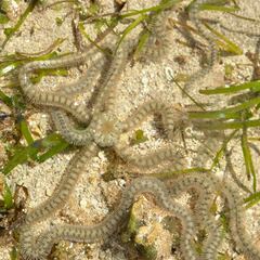Macrophiothrix