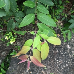 Cratoxylum cochinchinense