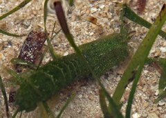 Gonodactylus chiragra