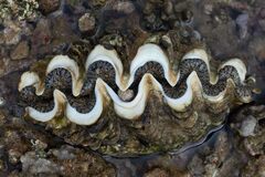Tridacna noae