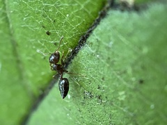 Crematogaster matsumurai