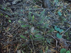 Leptinella pusilla