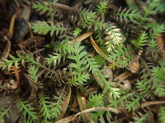 Leptinella pusilla