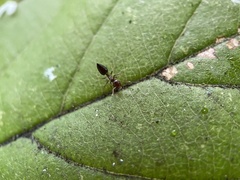 Crematogaster matsumurai