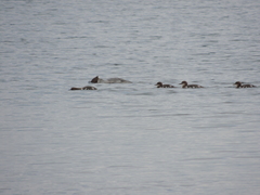 Mergus merganser