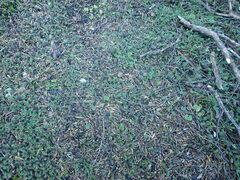 Leptinella pusilla