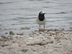 Motacilla alba personata