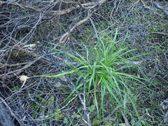 Luzula picta pallida