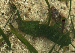 Gonodactylus chiragra