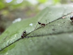 Crematogaster matsumurai