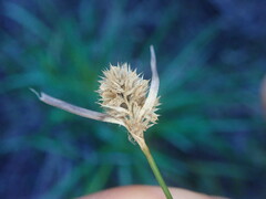 Luzula picta pallida