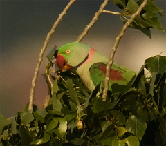 Psittacula eupatria