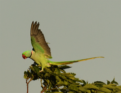 Psittacula eupatria