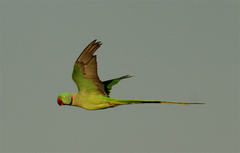 Psittacula eupatria