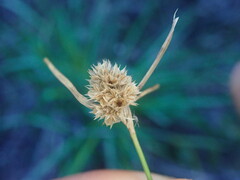 Luzula picta pallida
