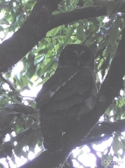 Strix leptogrammica
