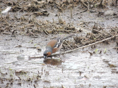 Fringilla coelebs
