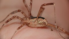 Lacinius ephippiatus