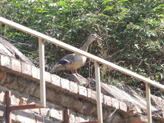 Anas platyrhynchos