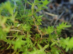 Crassula mataikona