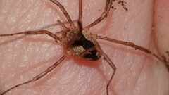 Lacinius ephippiatus