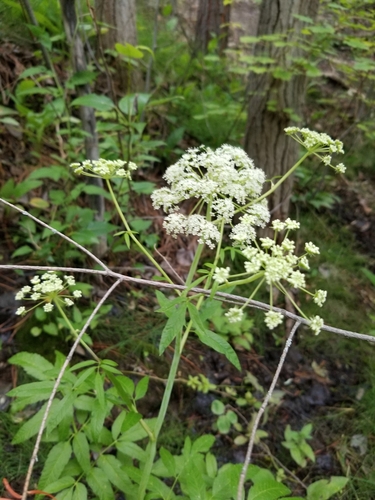 Water Hemlock