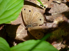 Megisto cymela cymela