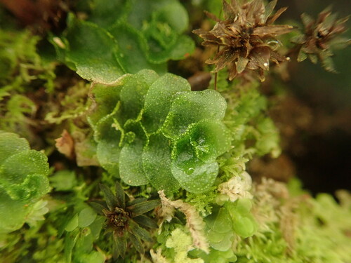 Treubia lacunosa (Colenso) Prosk.