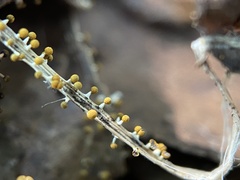 Physarum melleum