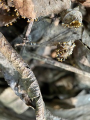 Physarum melleum