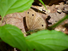 Megisto cymela cymela