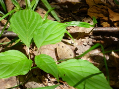 Megisto cymela cymela