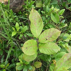 Homalium cochinchinense