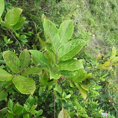 Homalium cochinchinense