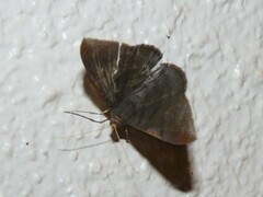 Sphacelodes vulneraria