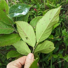 Homalium cochinchinense