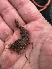 Lebbeus groenlandicus