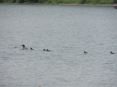 Mergus merganser