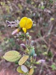 Rhynchosia komatiensis