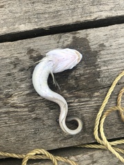Lycodinae