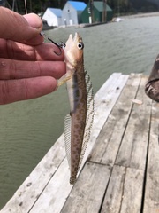 Leptoclinus maculatus