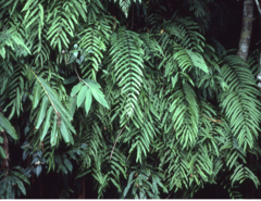 Goniophlebium persicifolium