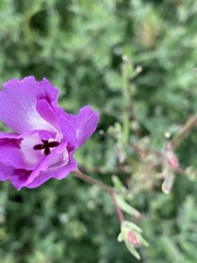 Clarkia williamsonii