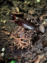 Gonolabis marginalis