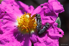 Acmaeoderella adspersula