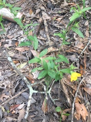 Ludwigia hirtella