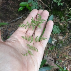 Cheilanthes tenuifolia