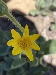 Arnica nevadensis