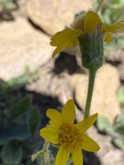 Arnica nevadensis
