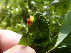 Exobasidium cassandrae